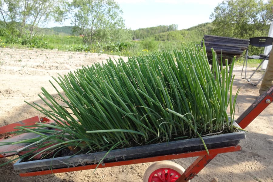 A full chain of Chainpot seedlings carried to the prepared bed.