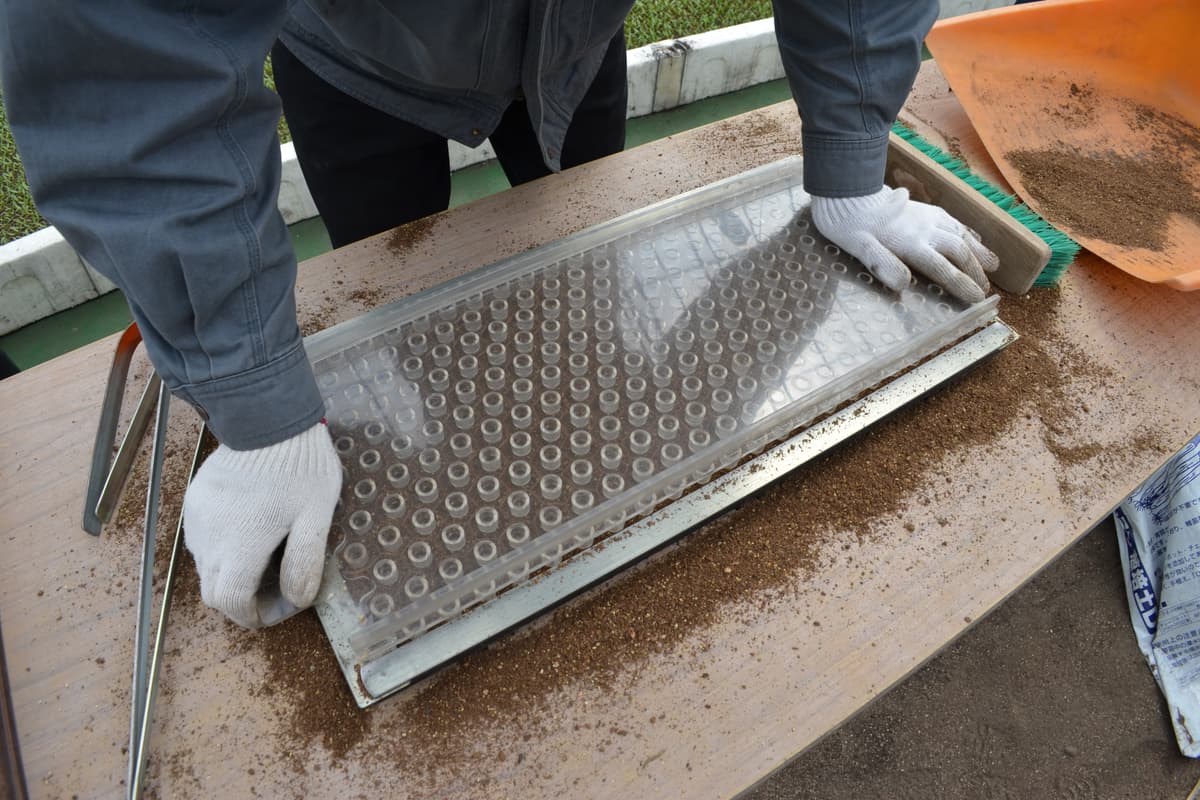 The dibble board presses an even seed hole into every Chainpot cell.