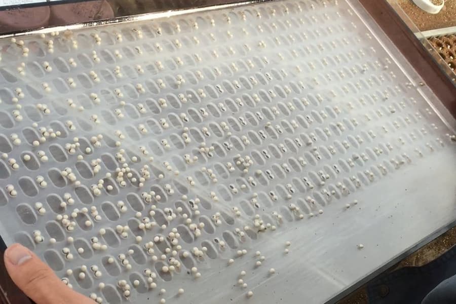 Coated seeds held one per slot in the seeder board, ready to drop into the cells.