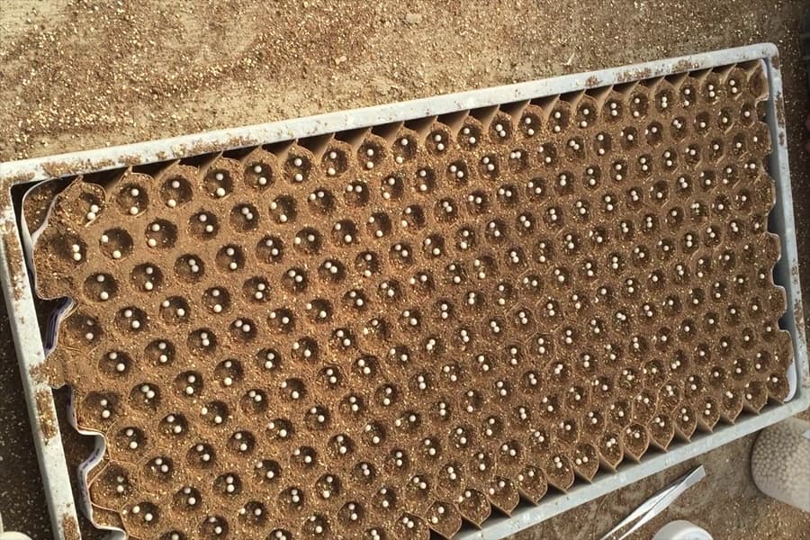 A single pelleted seed sown into each Chainpot cell.