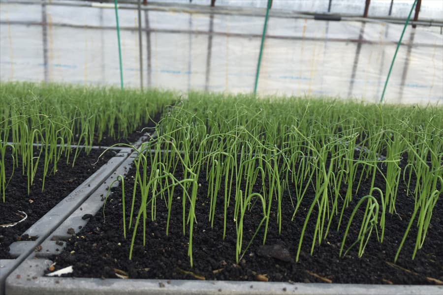 Chainpot seedlings grown on in the greenhouse until ready to plant.